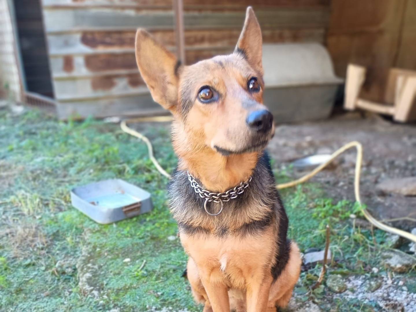 Adotta un cane, taglia media, femmina, Caserta