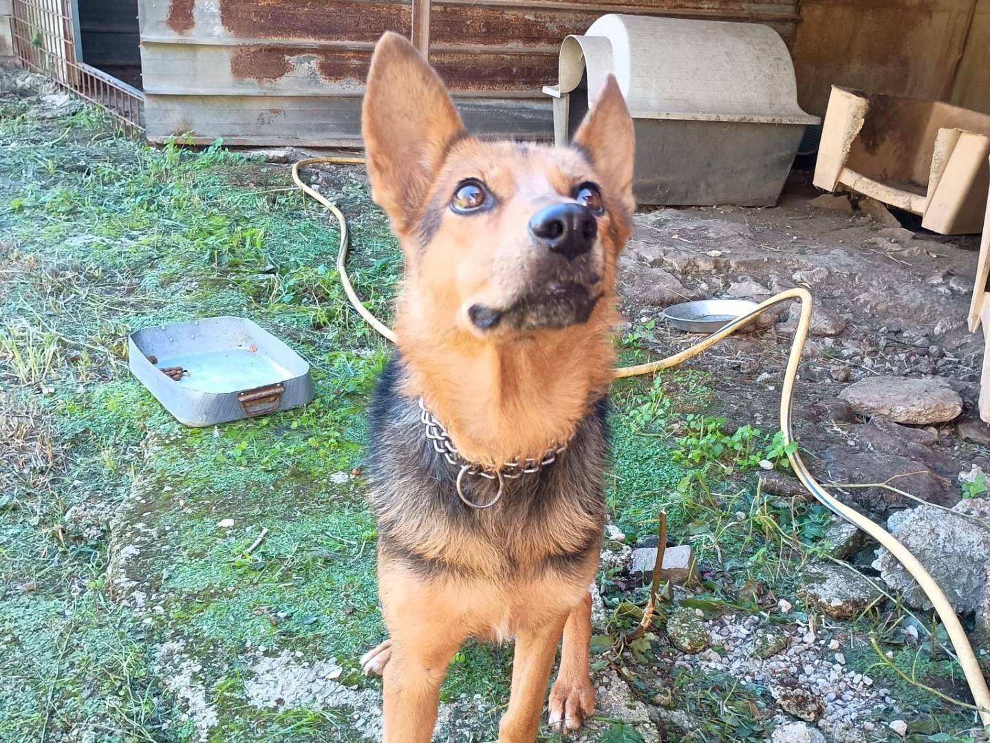 Vuoi adottare un cane a Caserta?