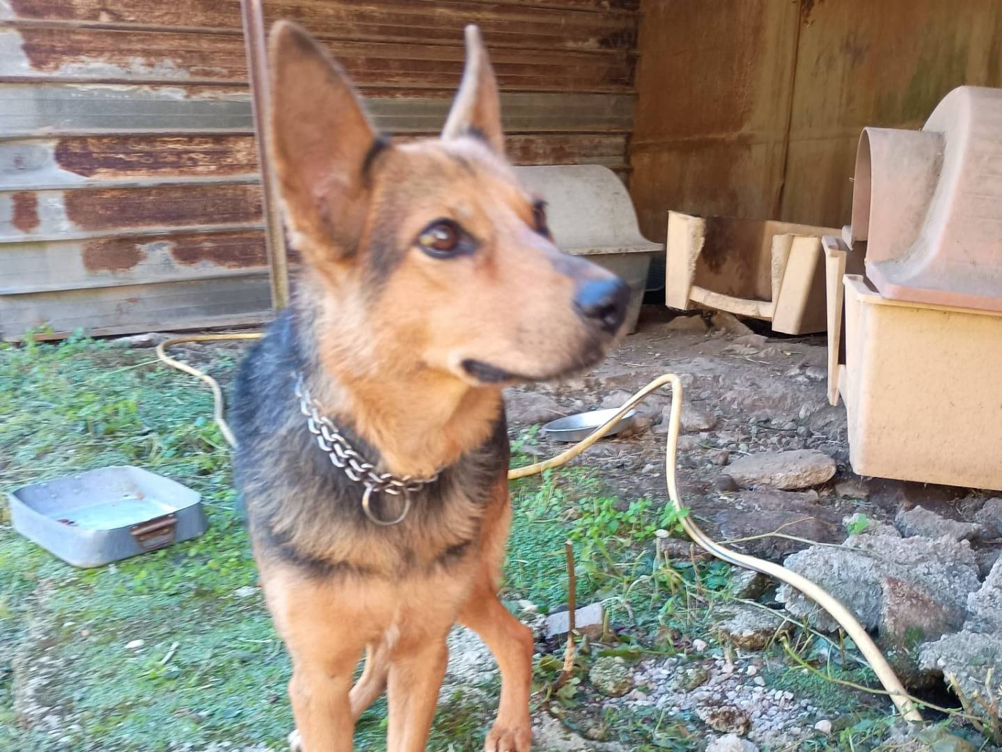 Adotta il cane LUPA a Caserta