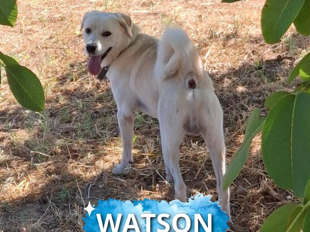 Adozione cane, maschio, Razza sconosciuta Razza sconosciuta, 1 anno e 6 mesi, taglia media, Crotone