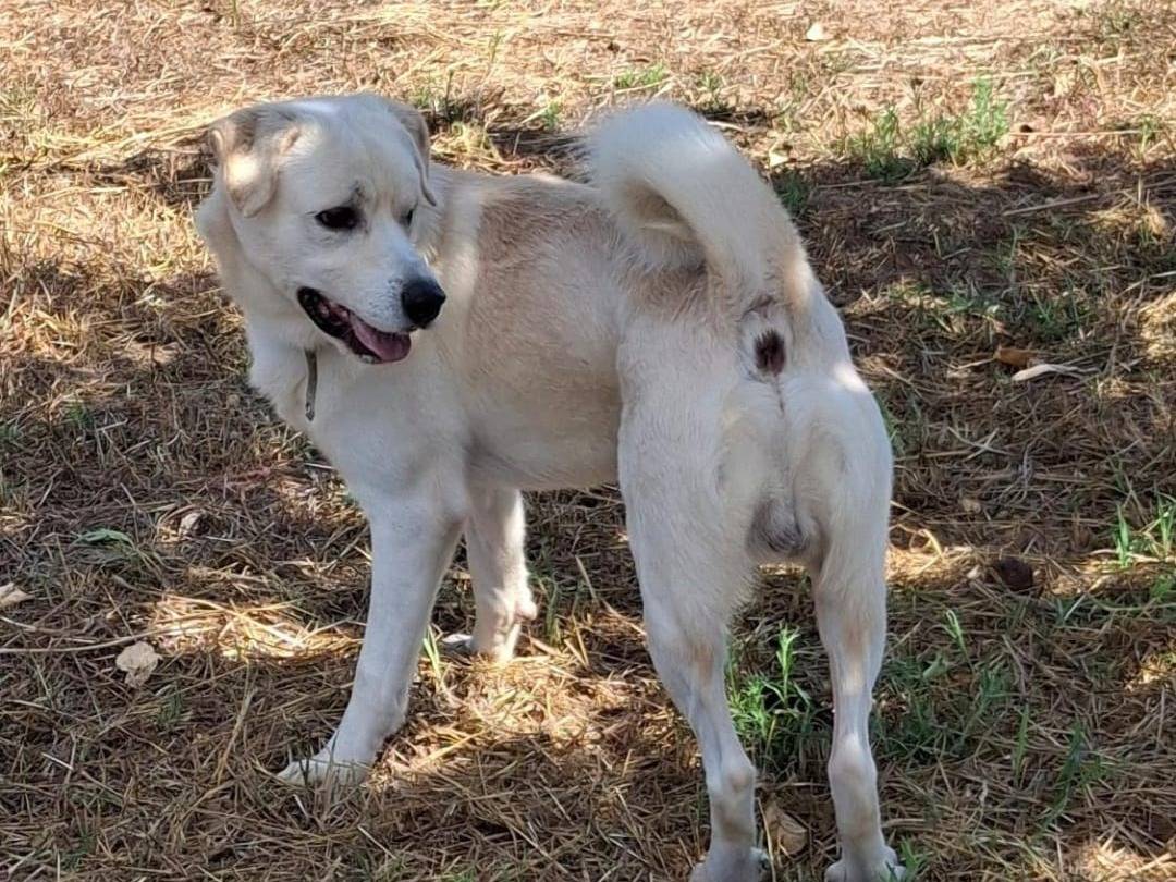 Adotta un cane, taglia media, maschio, Crotone