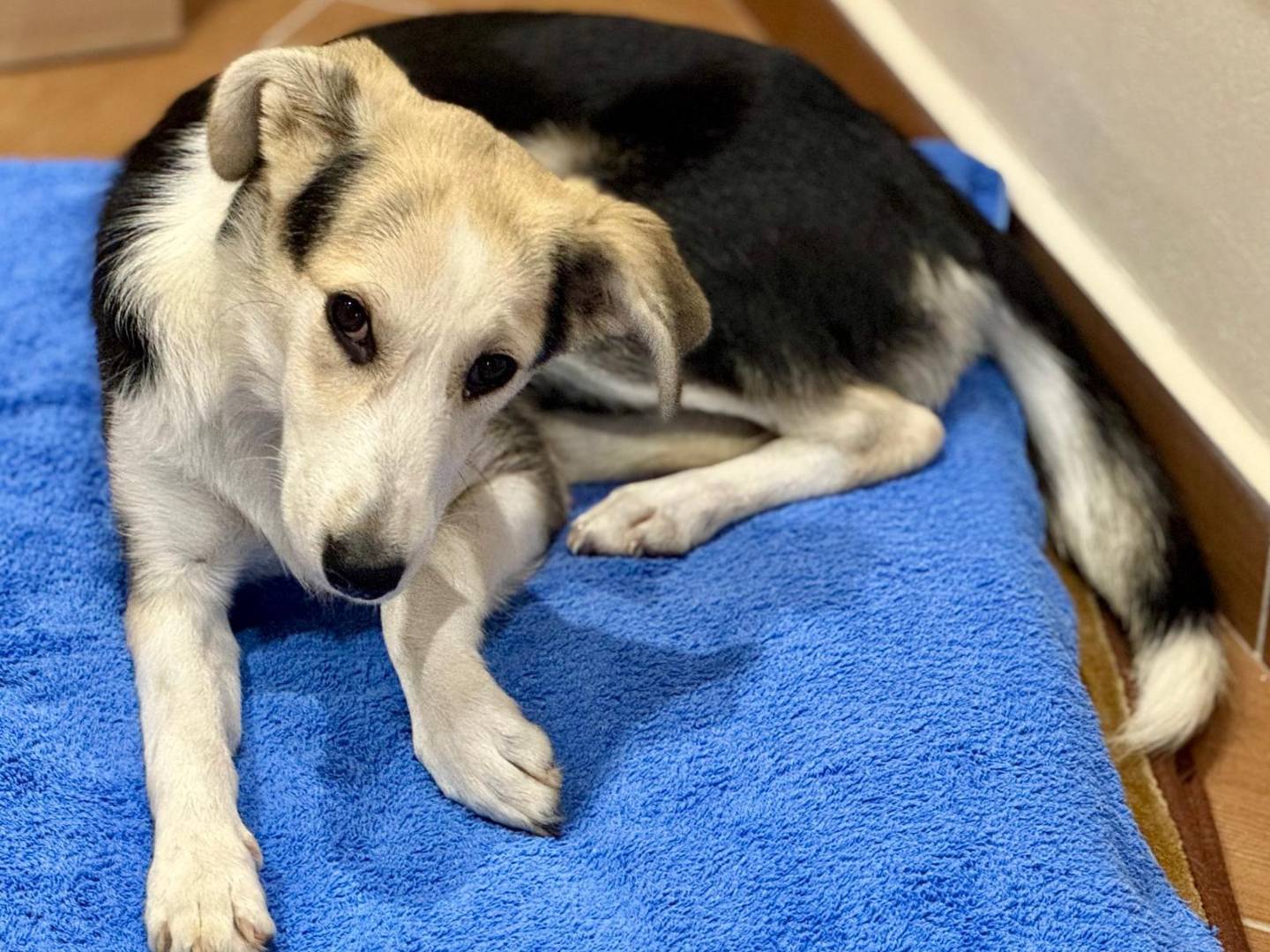 Adozione cane, femmina, Razza sconosciuta Razza sconosciuta, 7 mesi, taglia media contenuta, Varese