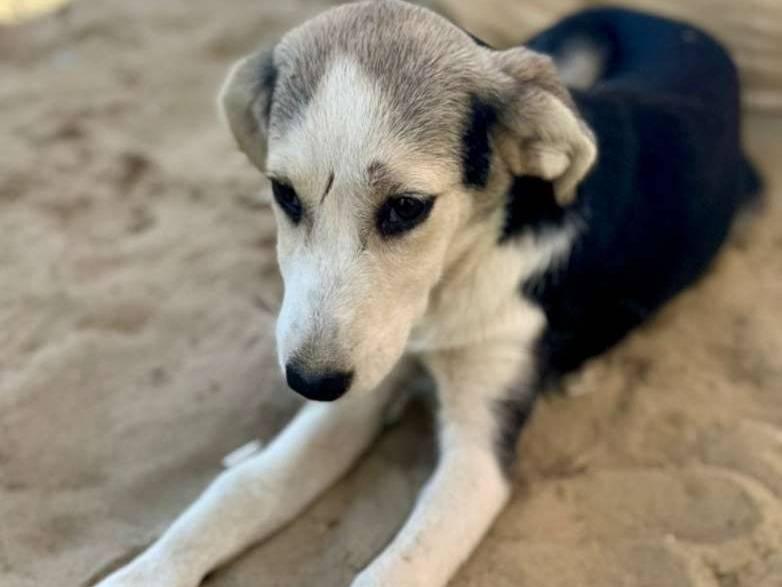 Adotta un cane, femmina, 7 mesi, Varese