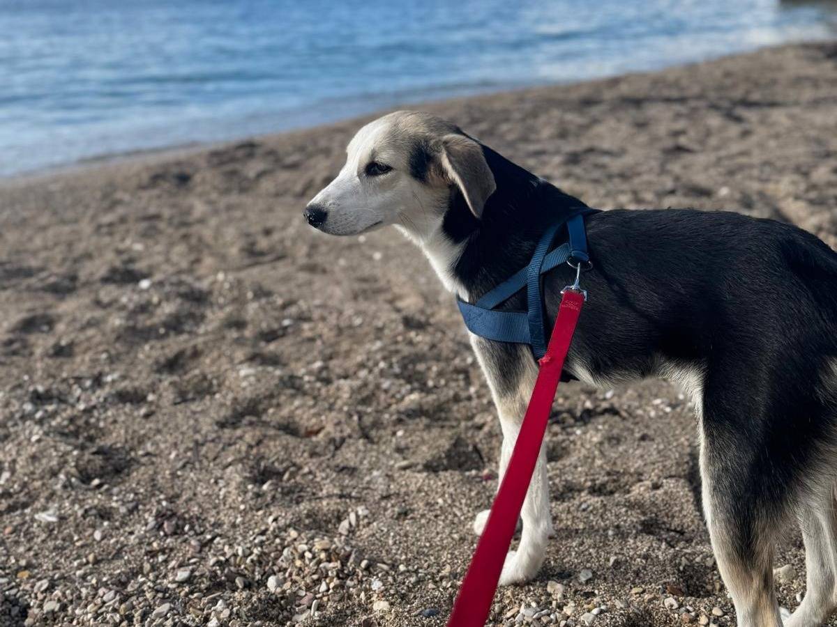 Adotta un cane, taglia media contenuta, femmina, Varese