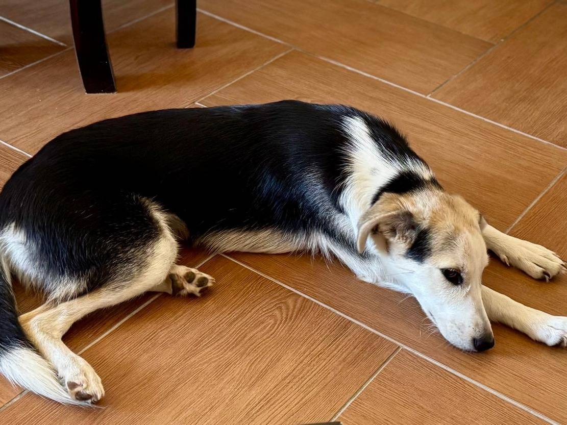Vuoi adottare un cane a Varese?
