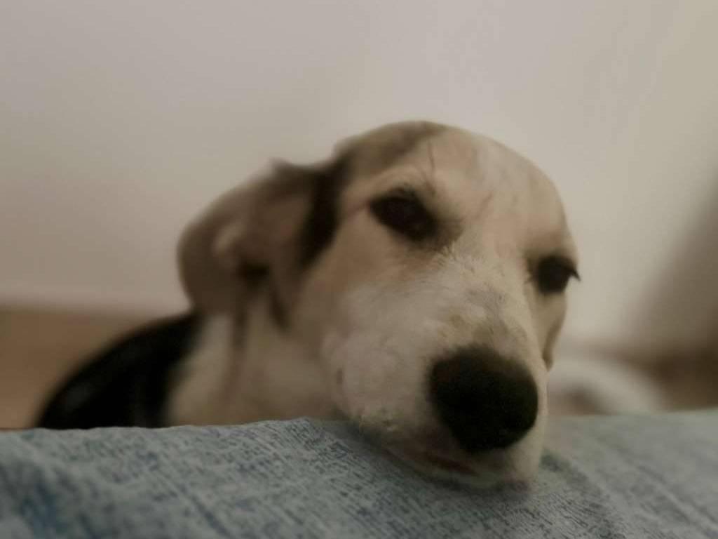 Adotta il cane Lily a Varese