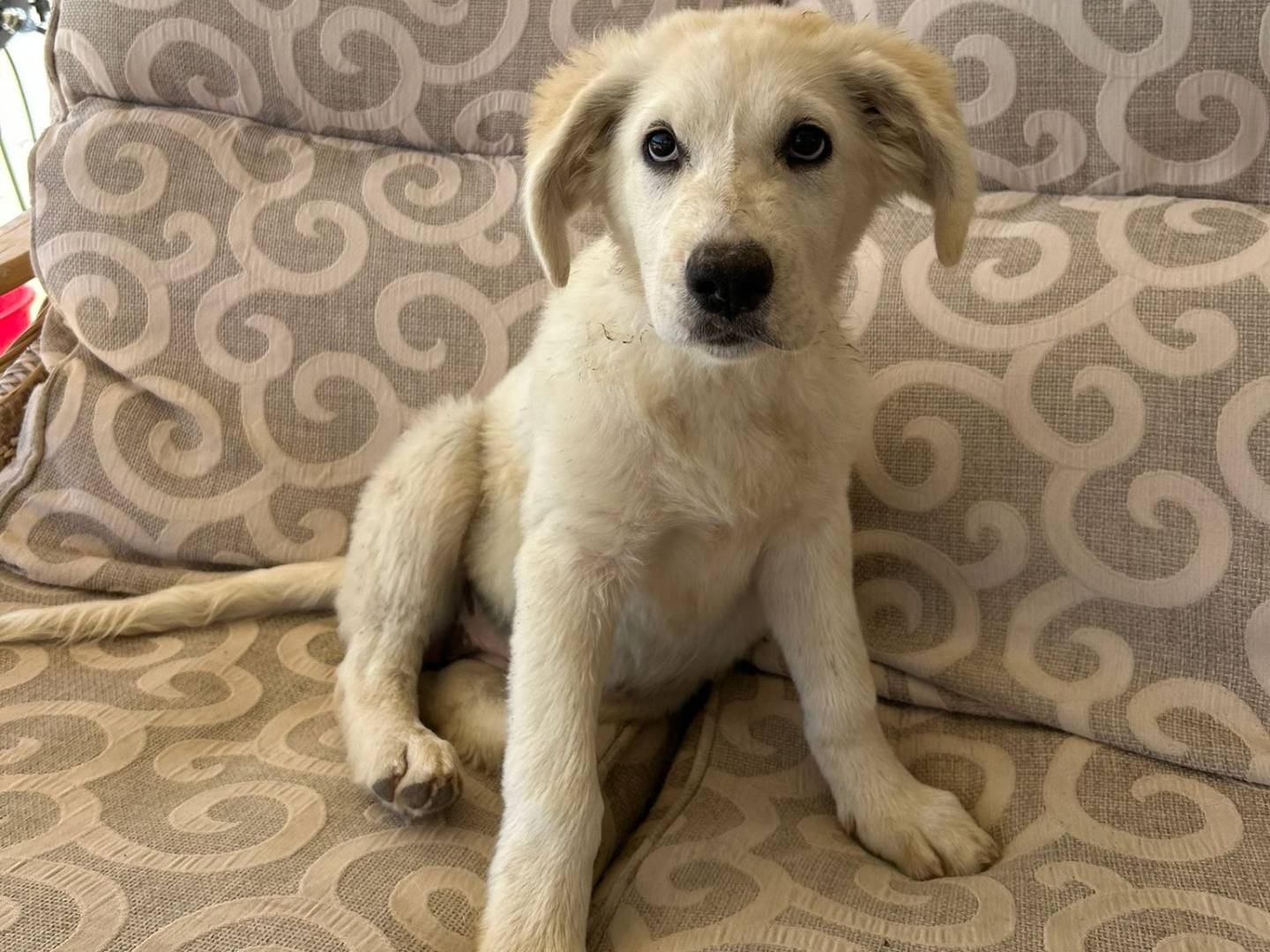 Adozione cane, femmina, Razza sconosciuta Razza sconosciuta, 3 mesi, taglia media, Reggio