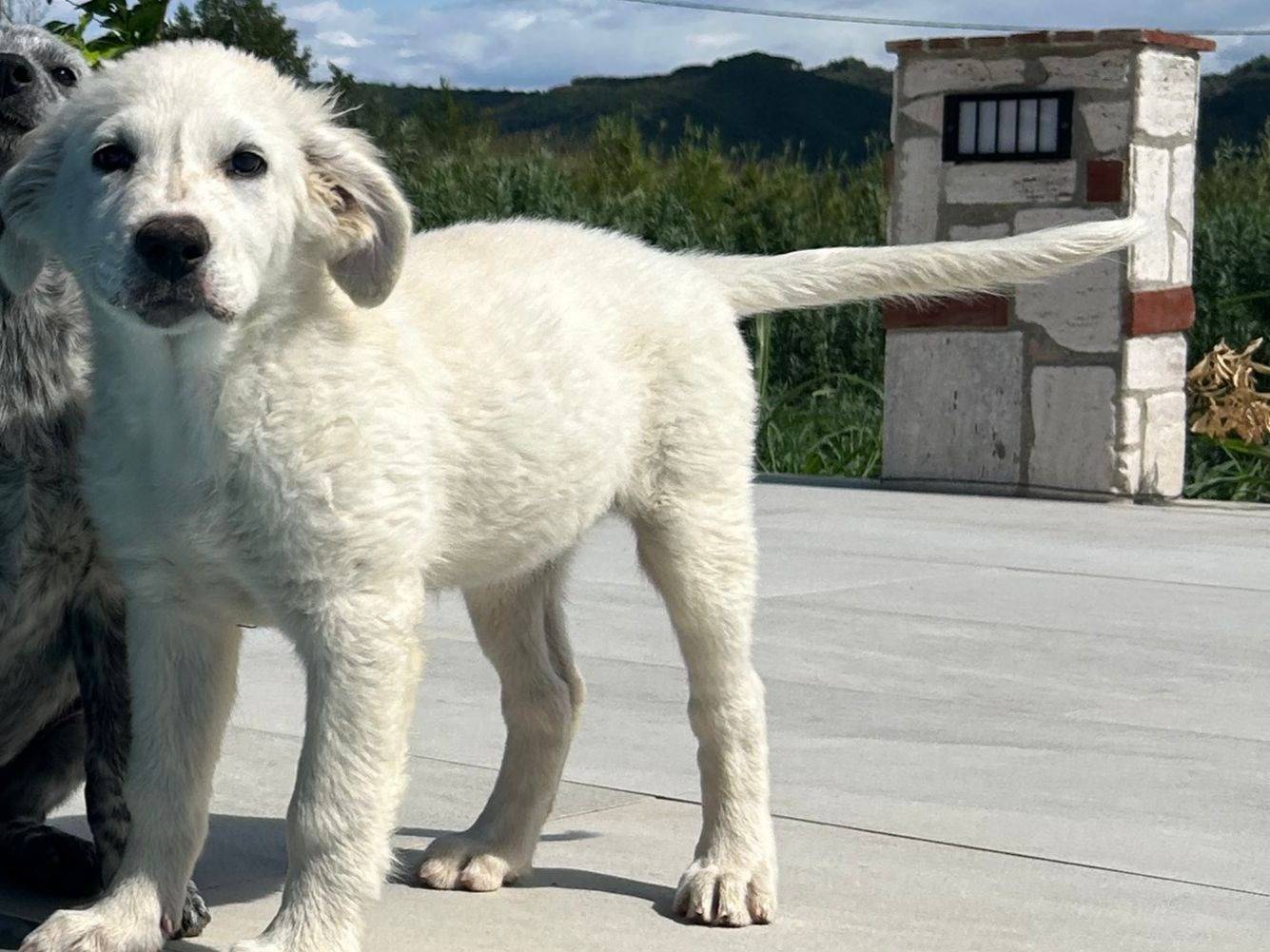Adotta un cane, femmina, 3 mesi, Reggio
