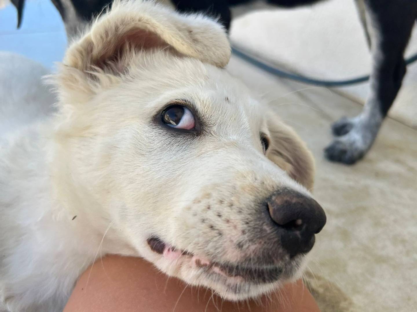 Adotta un cane, taglia media, femmina, Reggio