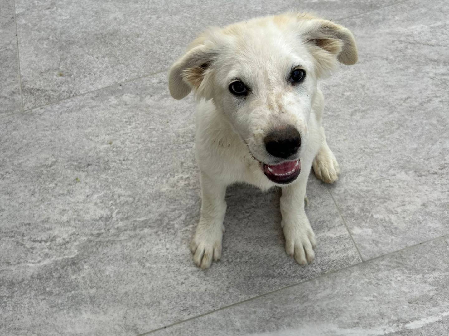 Vuoi adottare un cane a Reggio?
