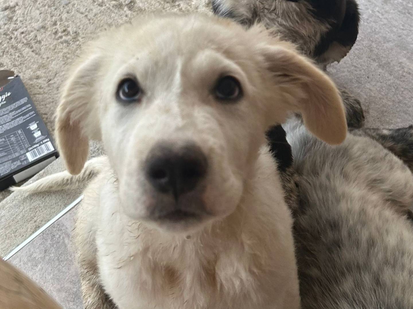 Adotta il cane LOLA a Reggio