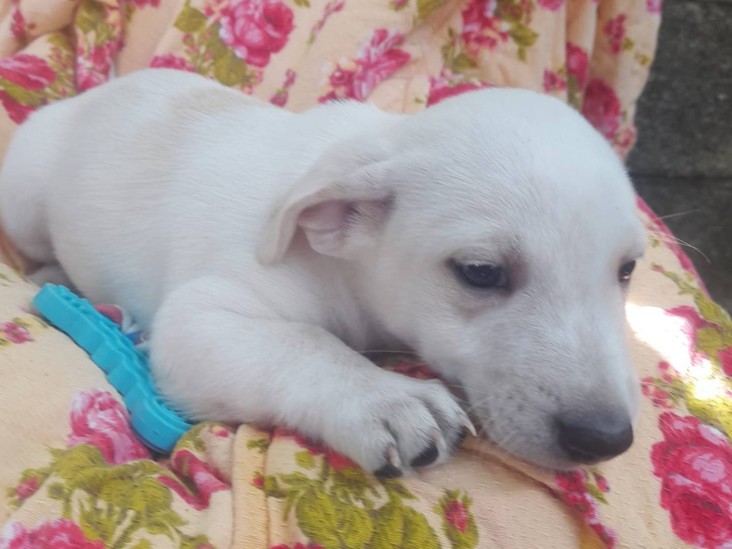 Adozione cane, maschio, Razza sconosciuta Razza sconosciuta, 3 mesi, taglia media contenuta, Reggio
