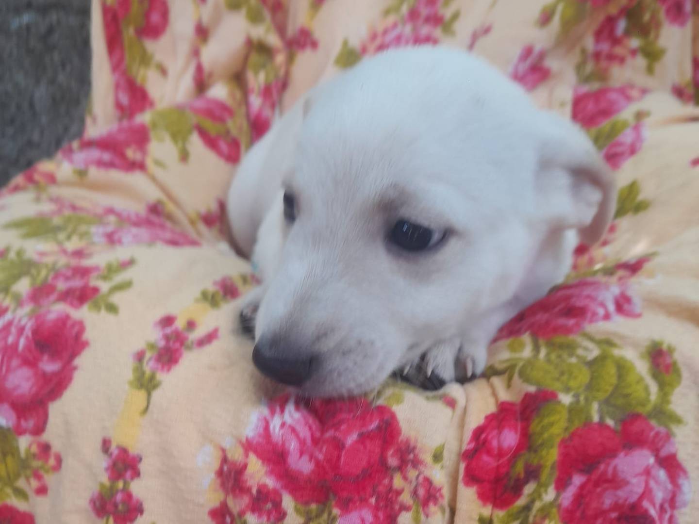 Adotta un cane, maschio, 3 mesi, Reggio