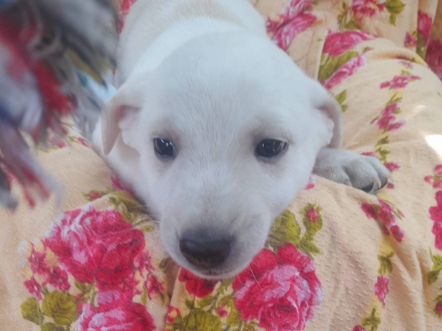 Adotta un cane, taglia media contenuta, maschio, Reggio