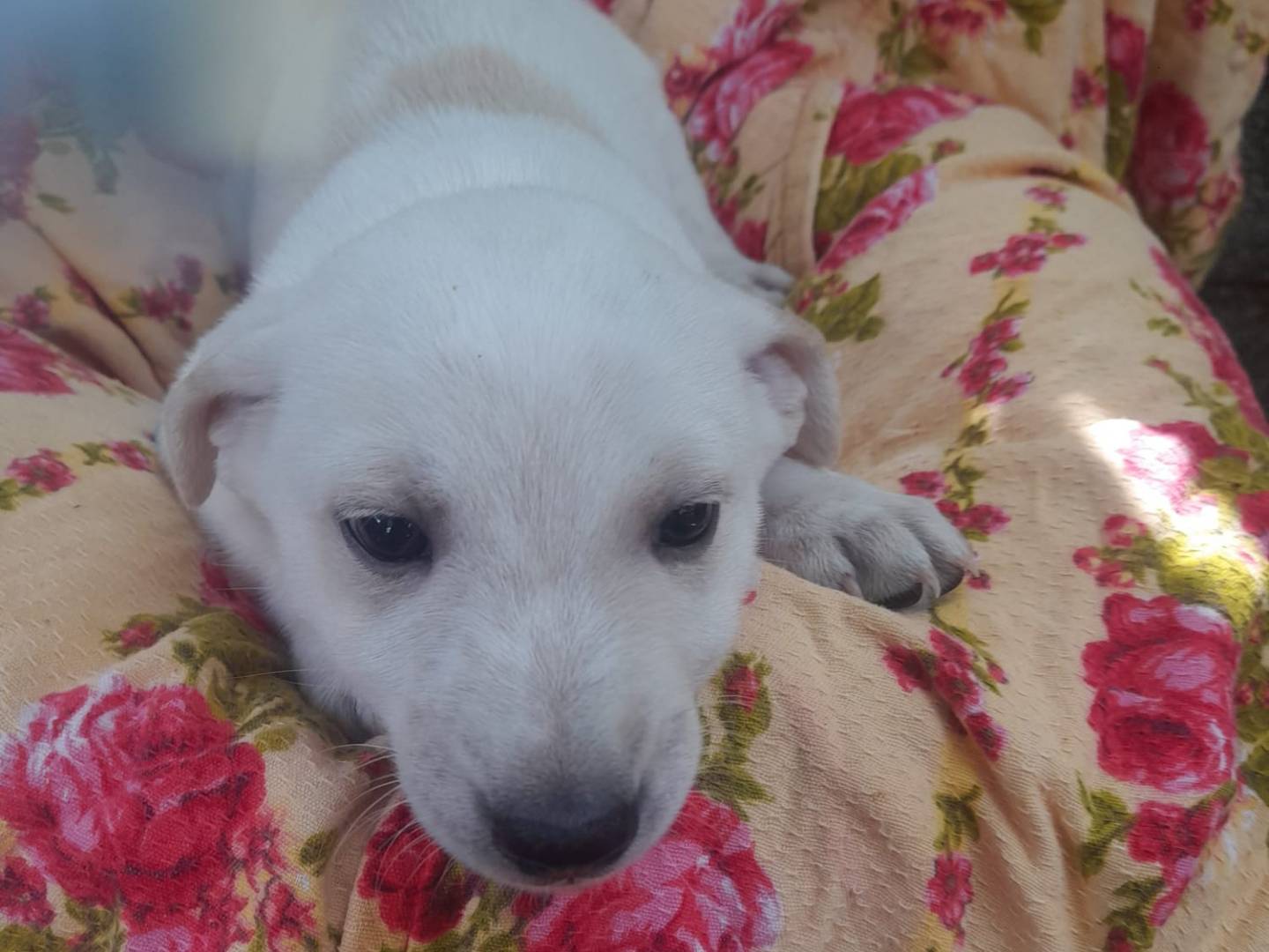 Vuoi adottare un cane a Reggio?