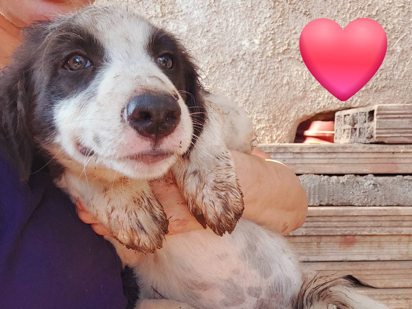 Vuoi adottare un cane a Reggio?