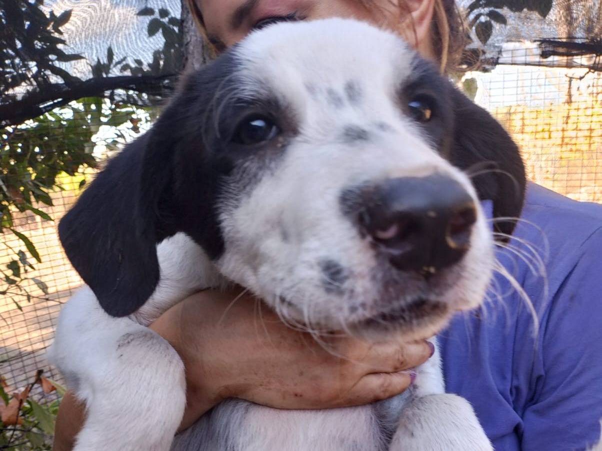 Adotta il cane NUMA a Reggio