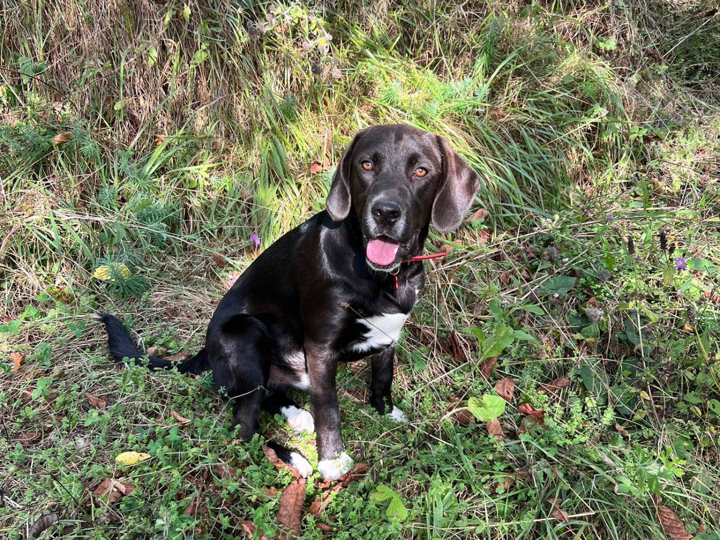 Vuoi adottare un cane a Lucca?