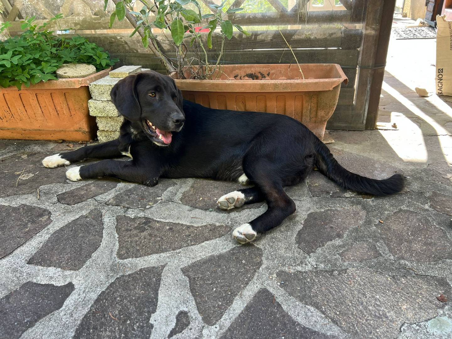 Adotta il cane OLLY a Lucca