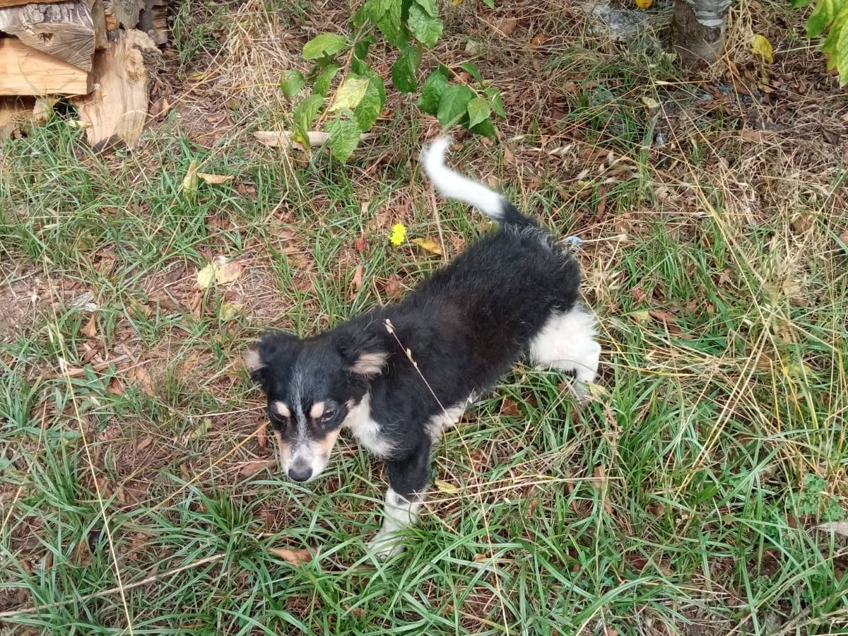 Foto 3 dell'animale