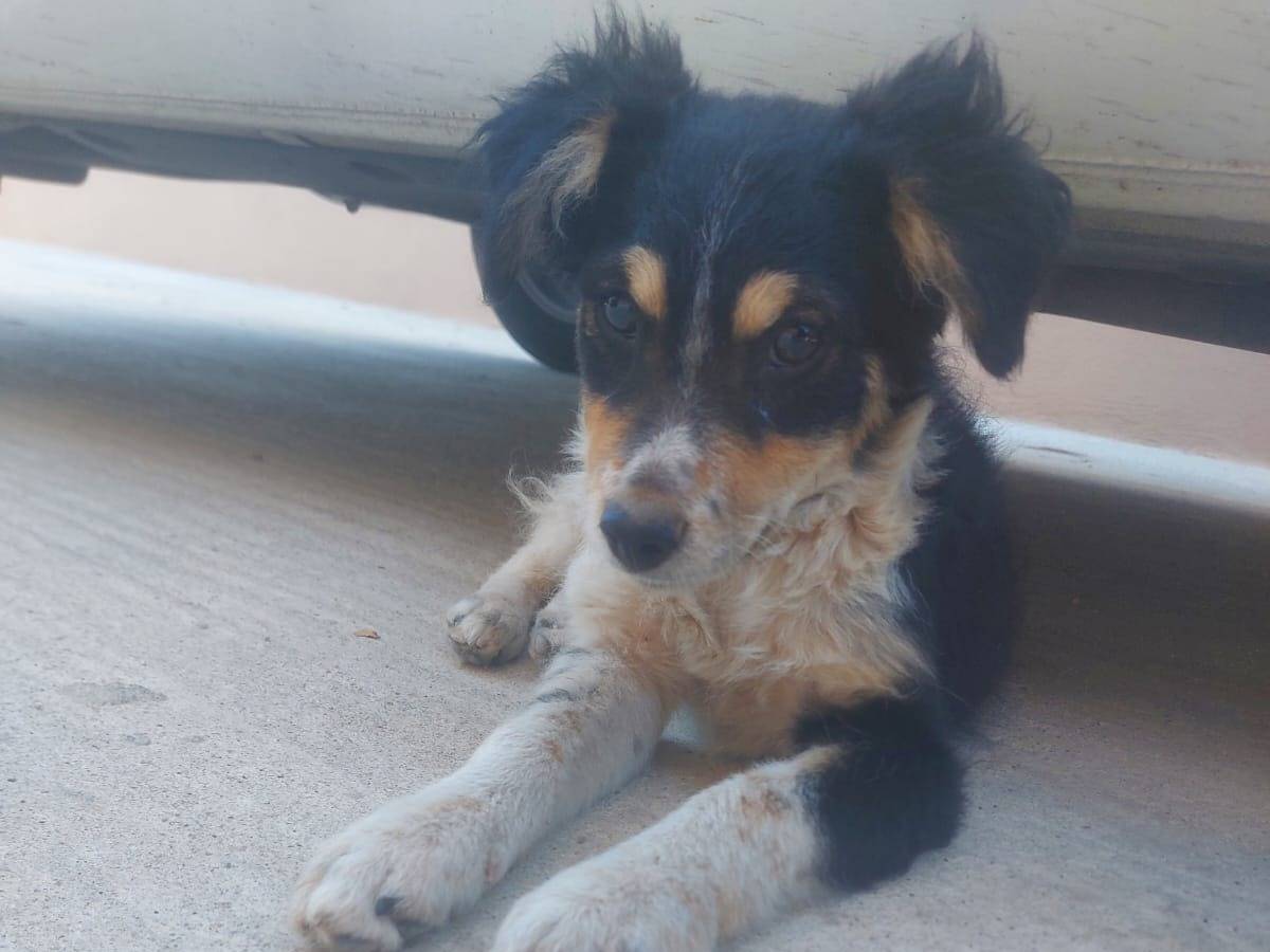 Vuoi adottare un cane a Reggio?