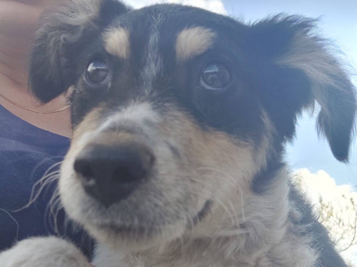 Adotta il cane PEPSI a Reggio