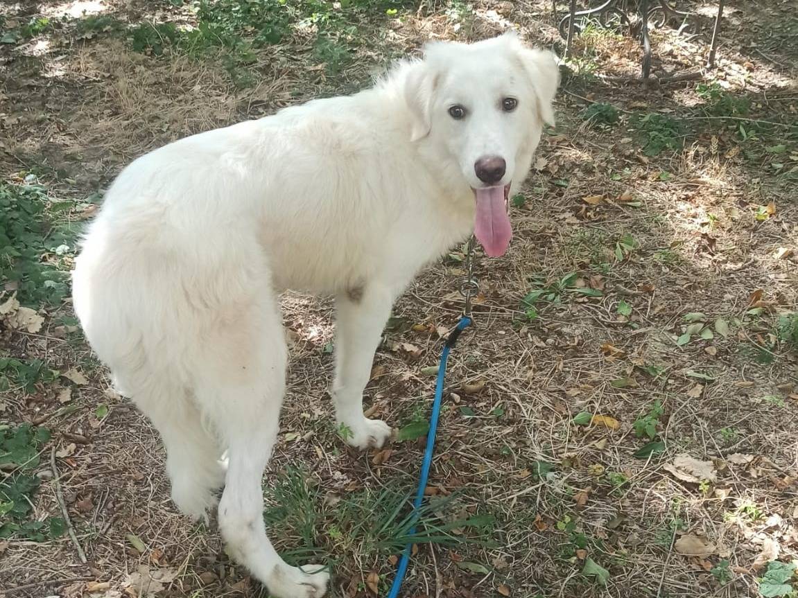 Vuoi adottare un cane a Ancona?