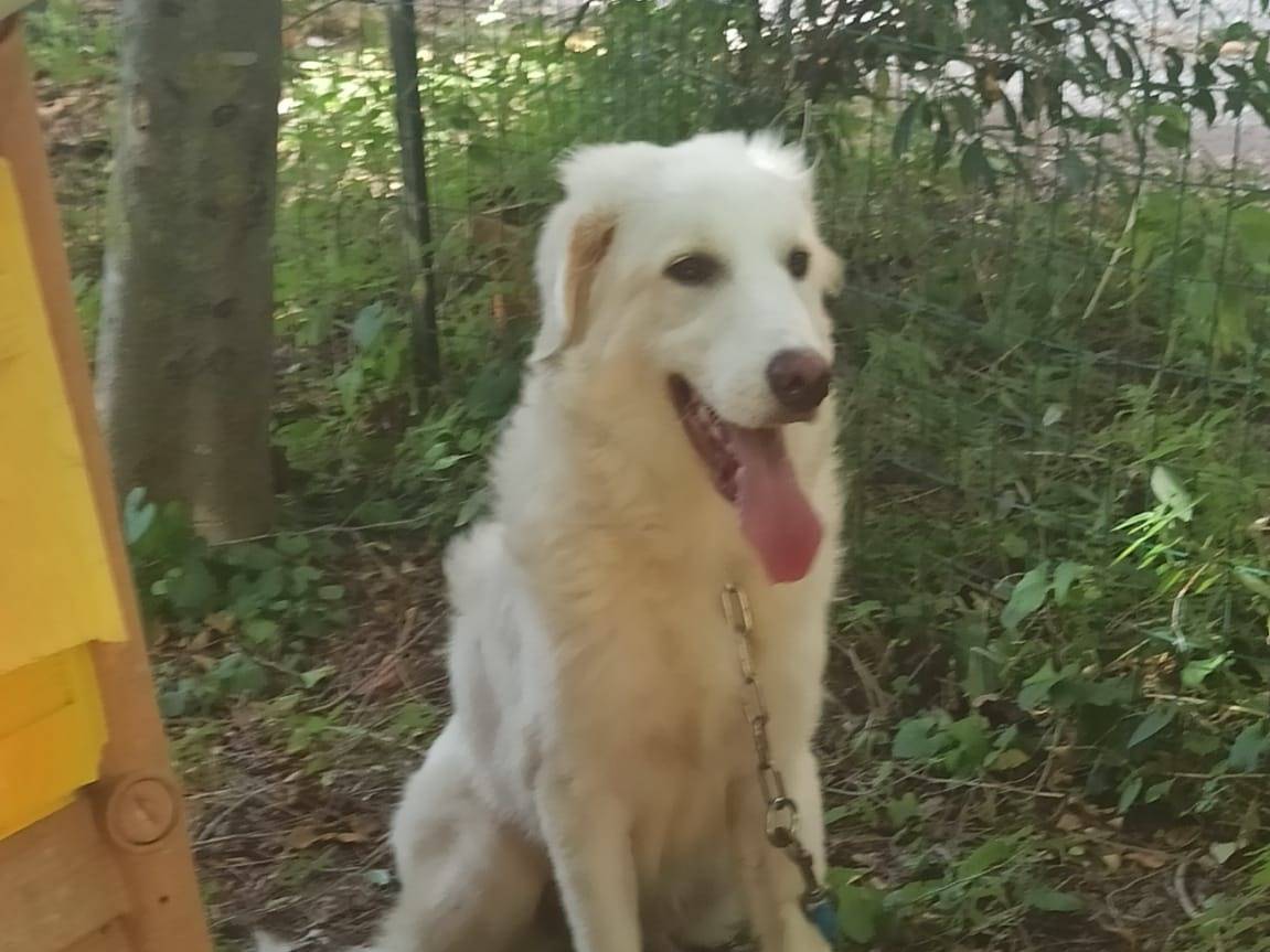 Adotta il cane YOGHY a Ancona