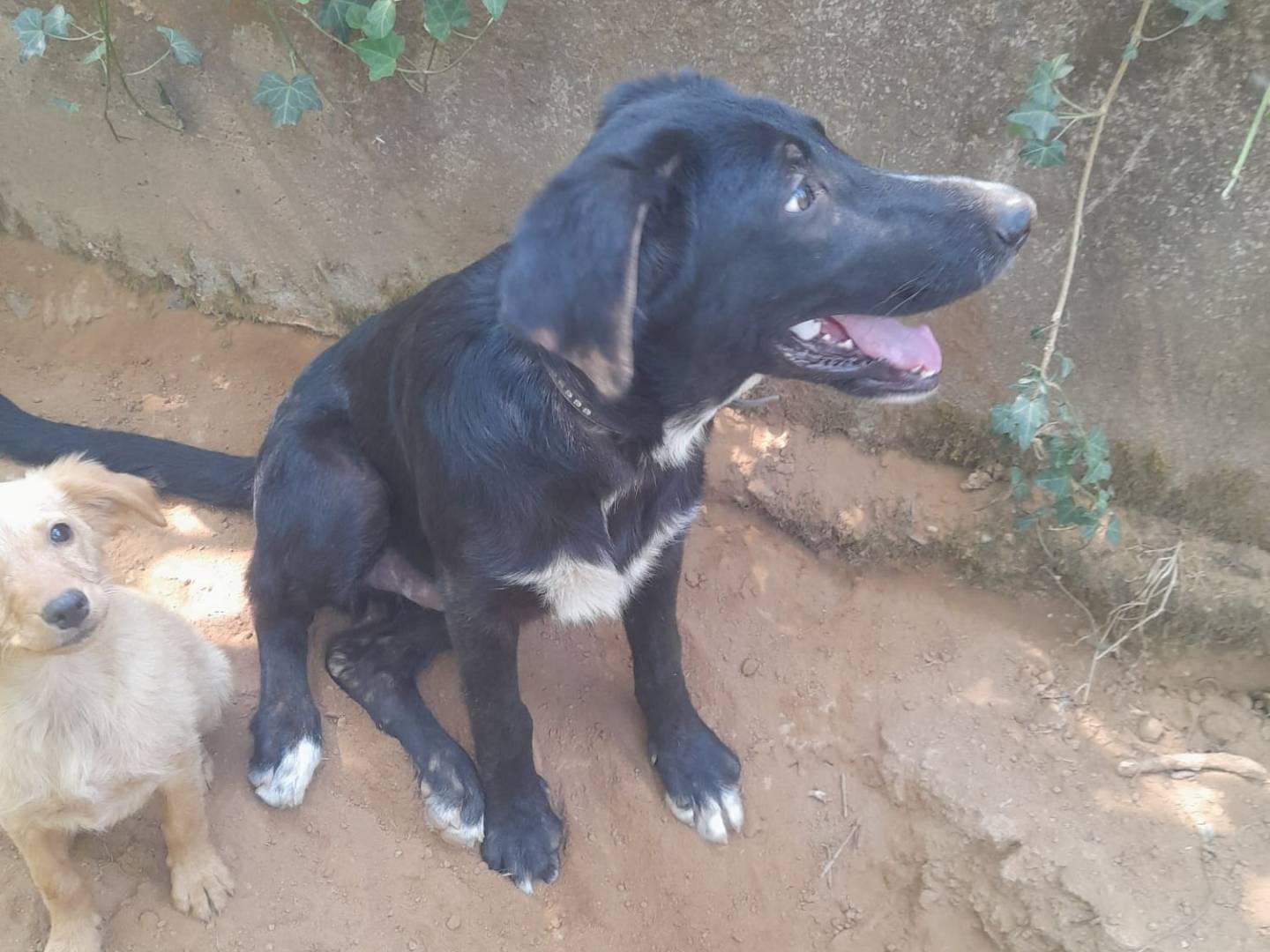 Vuoi adottare un cane a Reggio?