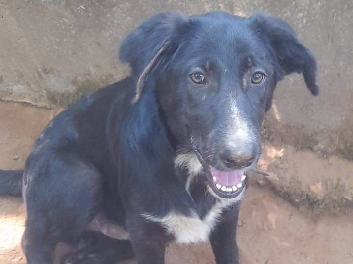 Adotta il cane ZEUS a Reggio