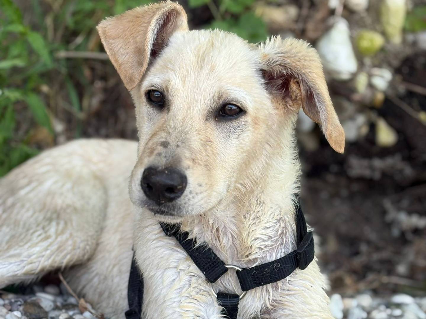 Adotta un cane, femmina, 8 mesi, Padova