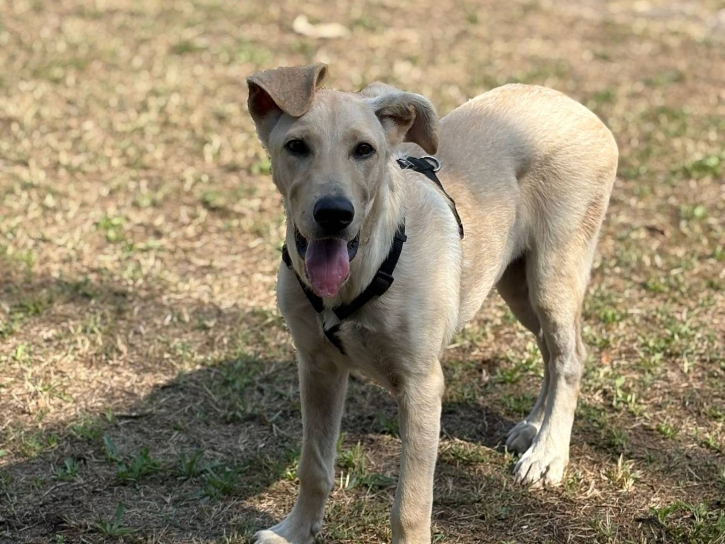 Adotta un cane, taglia grande, femmina, Padova