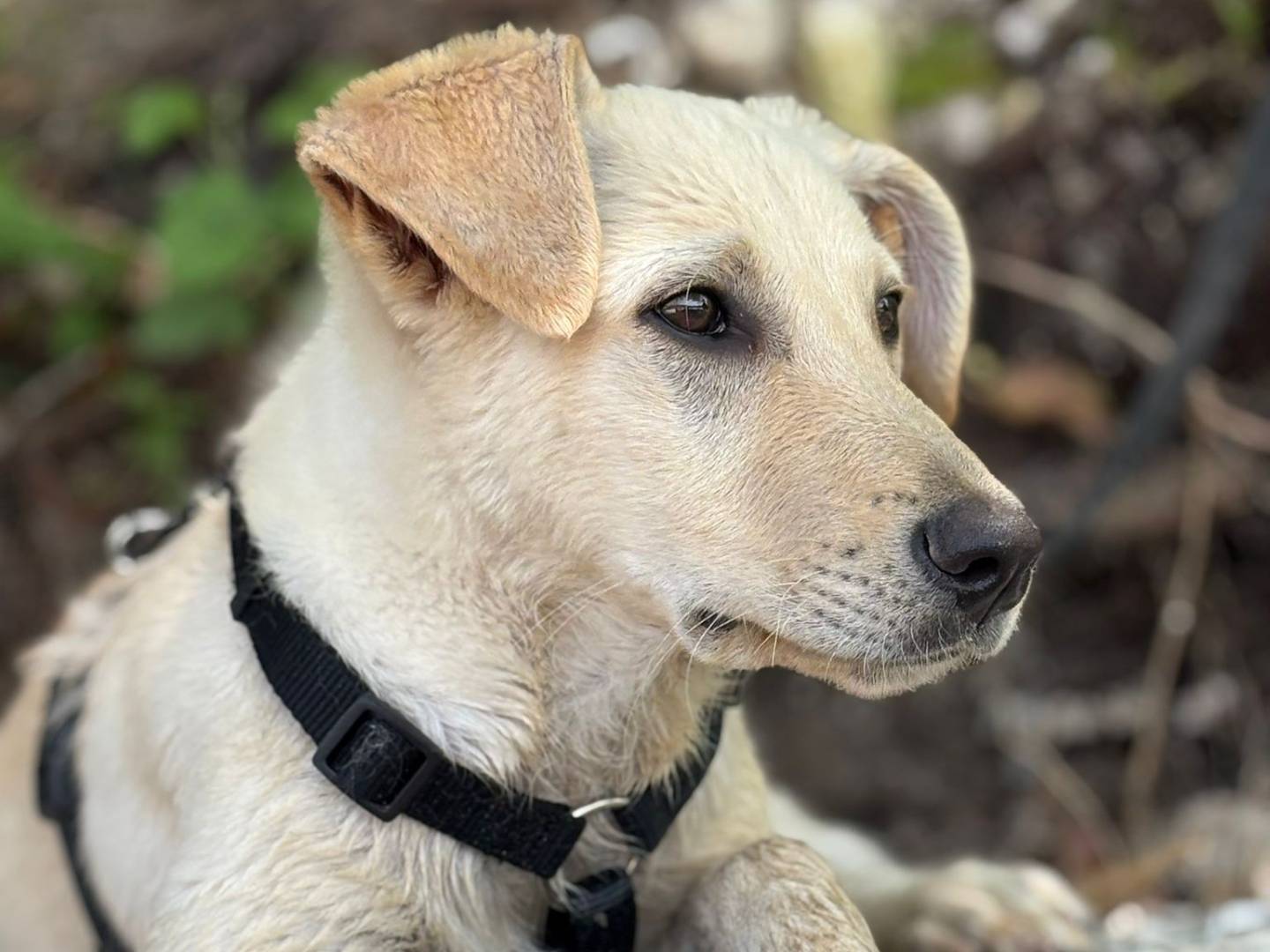 Vuoi adottare un cane a Padova?