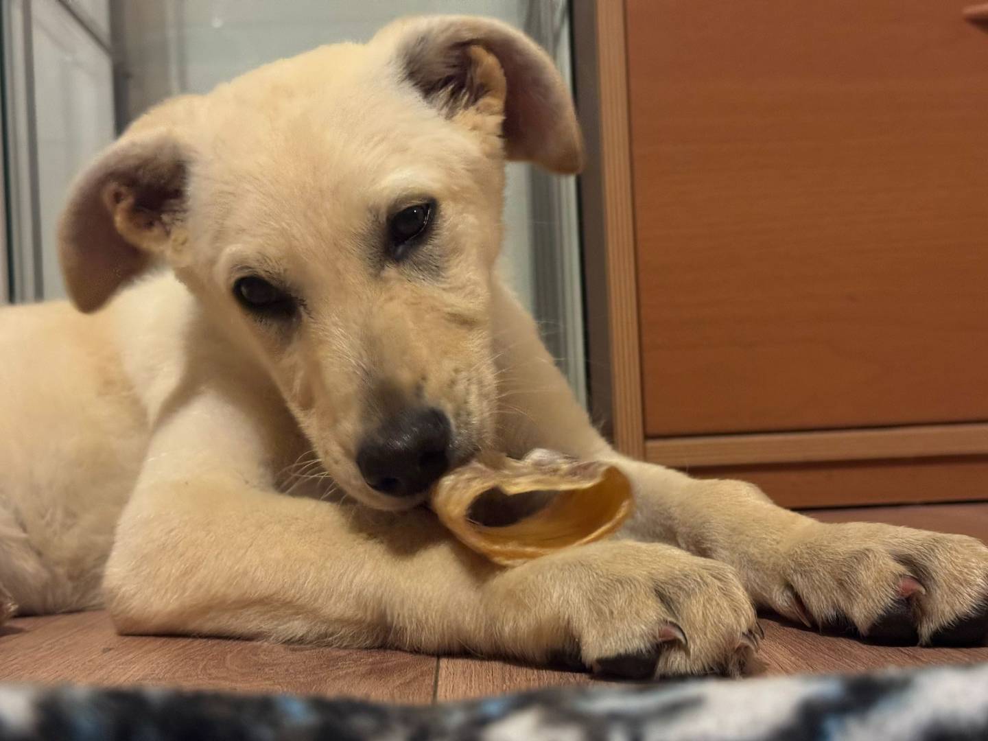 Adotta il cane ARIEL a Padova