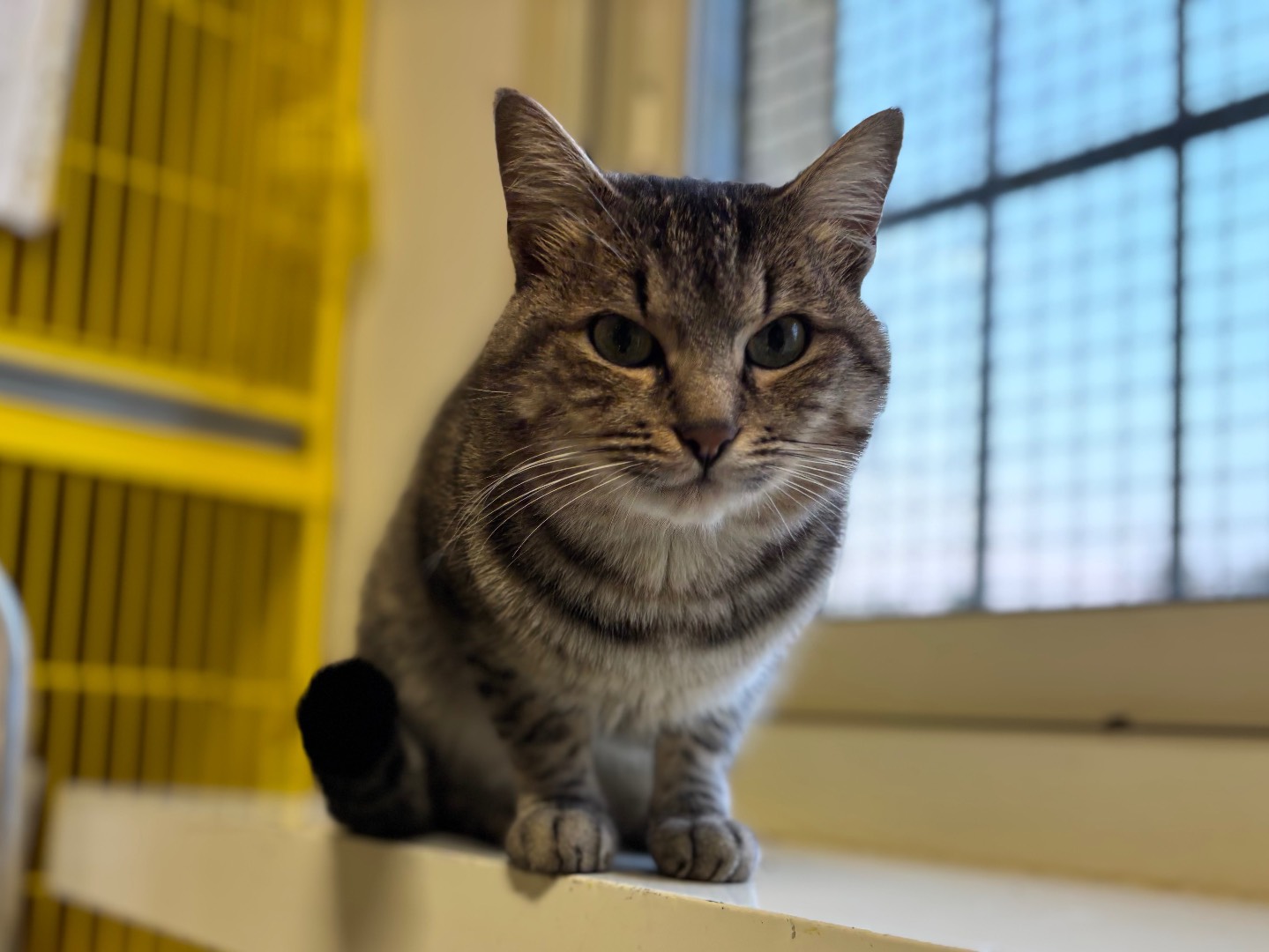 Adozione gatto, maschio, Razza sconosciuta Razza sconosciuta, 8 mesi, taglia non valida, Brescia