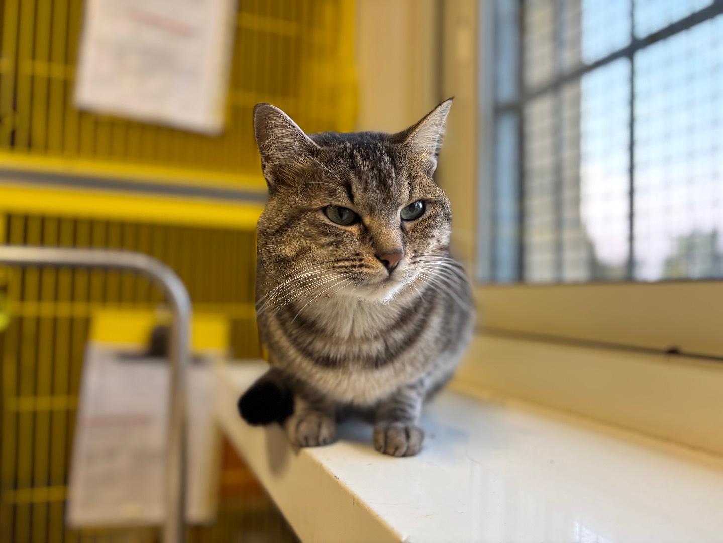Adotta un gatto, maschio, 8 mesi, Brescia