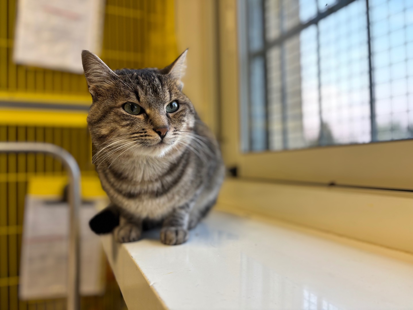 Adotta un gatto, taglia non valida, maschio, Brescia