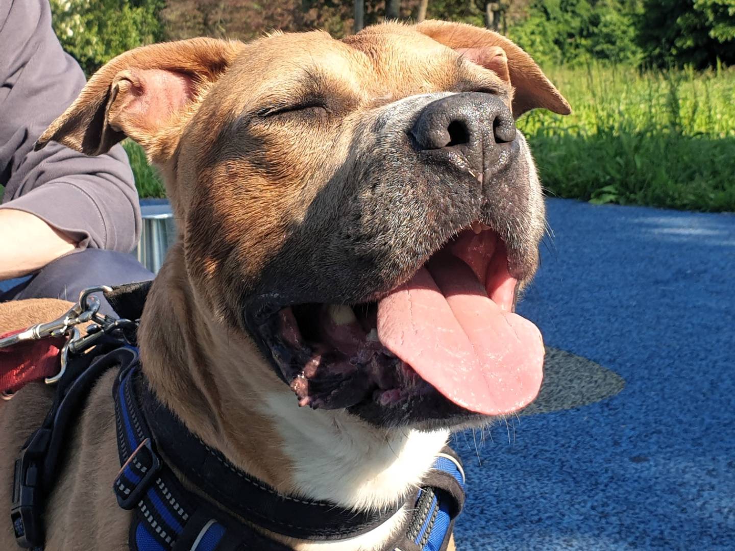 Vuoi adottare un cane a Milano?