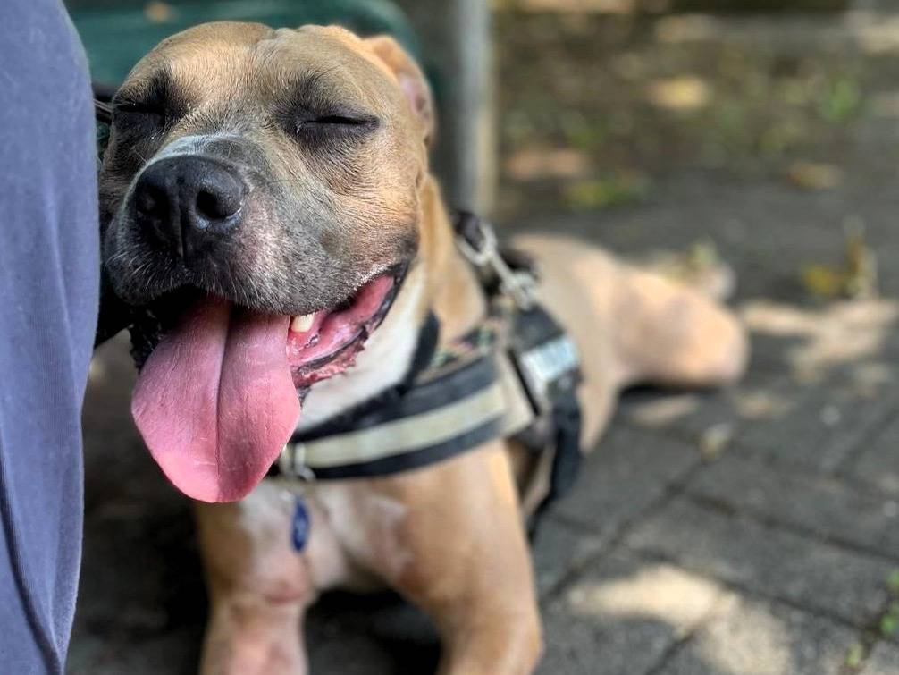Adotta il cane OTTO a Milano