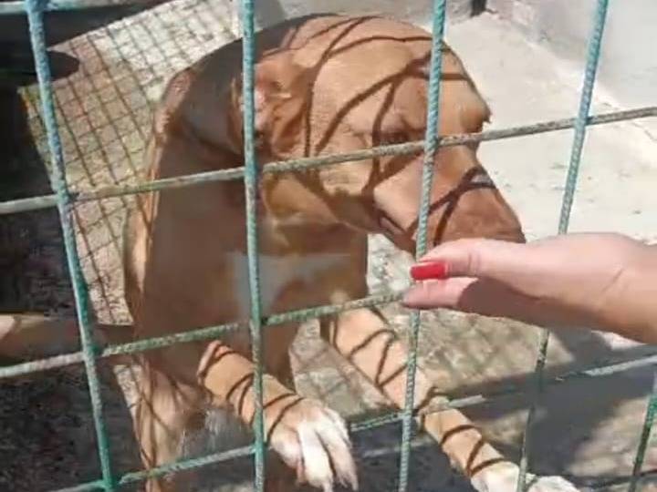 Adozione cane, femmina, Razza sconosciuta Razza sconosciuta, 3 anni e 9 mesi, taglia media contenuta, Reggio