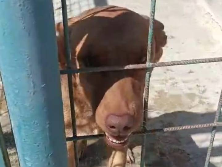 Adotta un cane, taglia media contenuta, femmina, Reggio