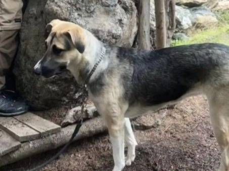 Adotta il cane Maya  a Venezia