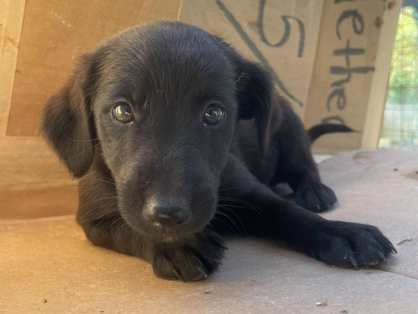 Adozione cane, femmina, Razza sconosciuta Razza sconosciuta, 2 mesi, taglia media contenuta, Frosinone
