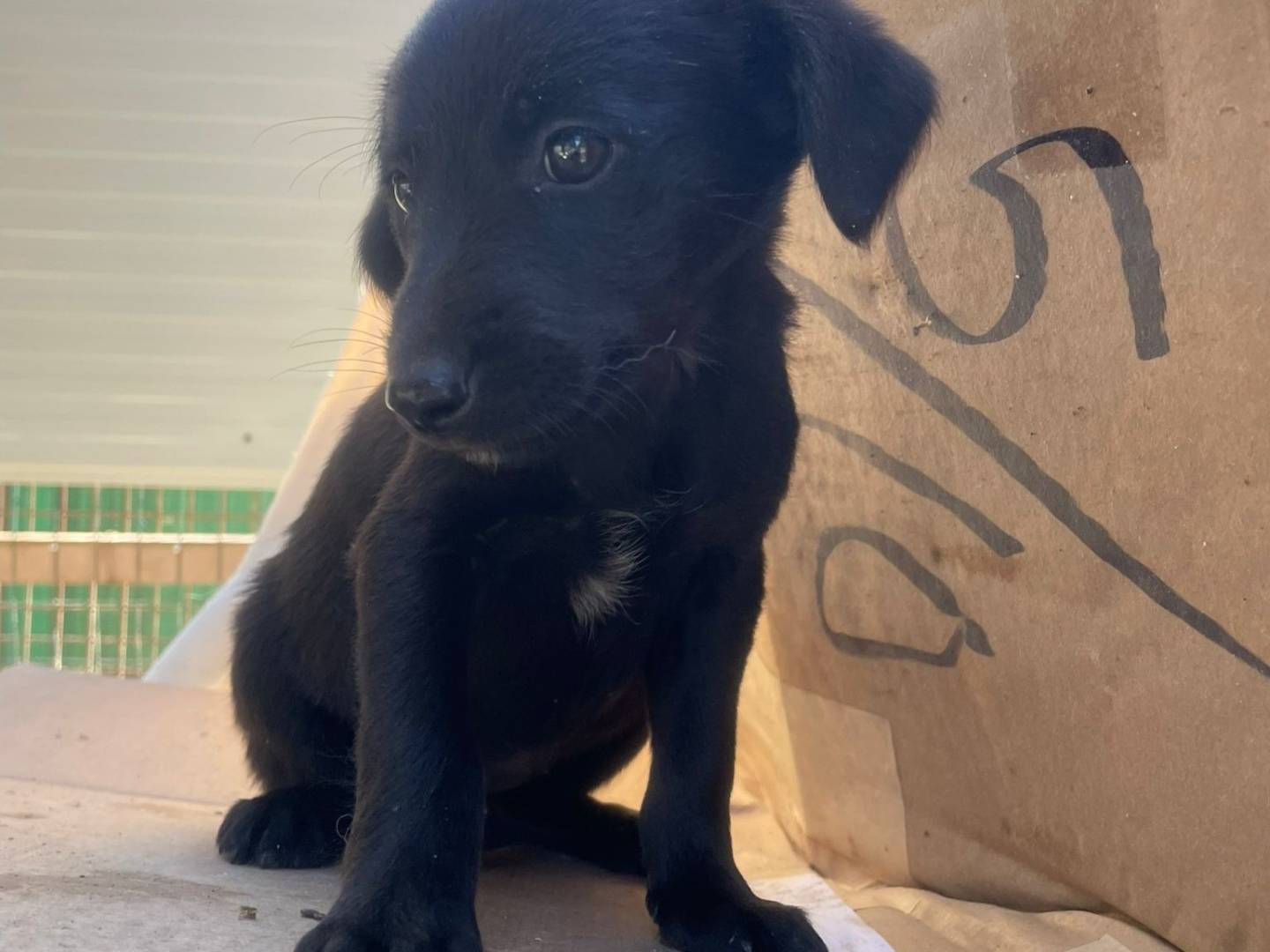 Adotta un cane, femmina, 2 mesi, Frosinone