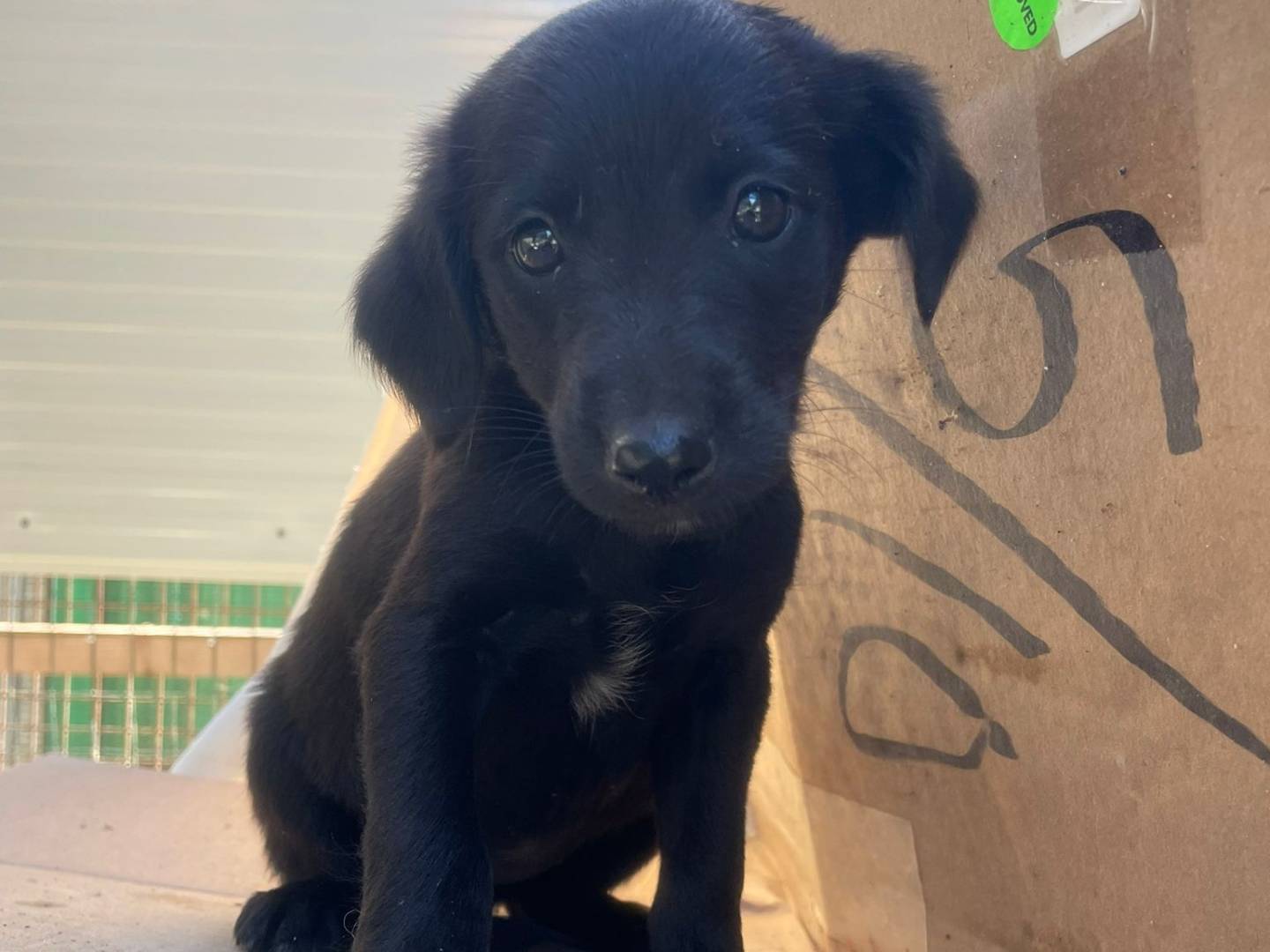 Adotta un cane, taglia media contenuta, femmina, Frosinone