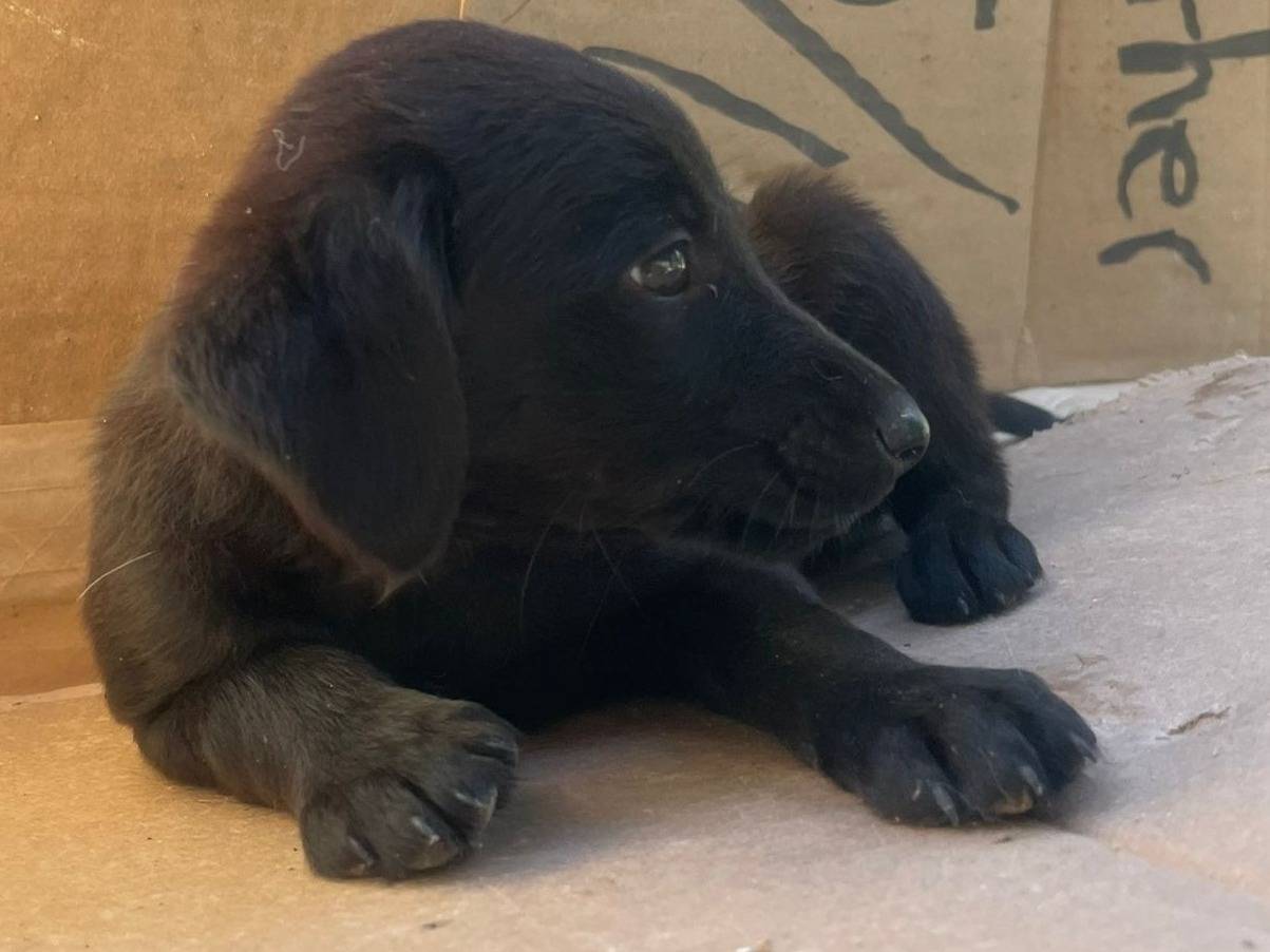 Vuoi adottare un cane a Frosinone?