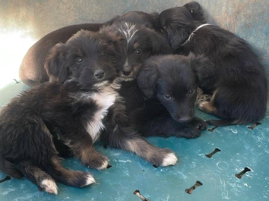Adotta il cane GIADA a Frosinone