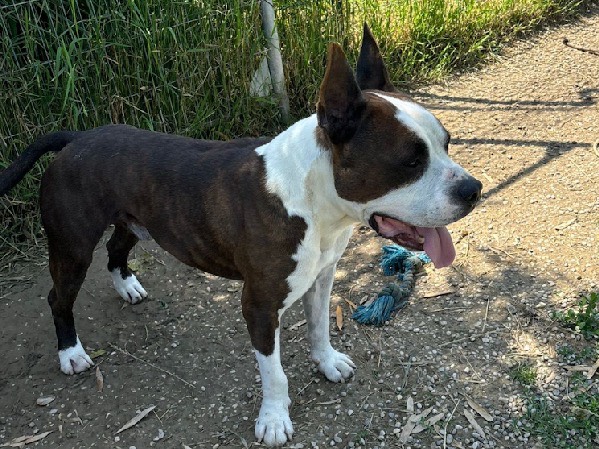 Vuoi adottare un cane a Treviso?