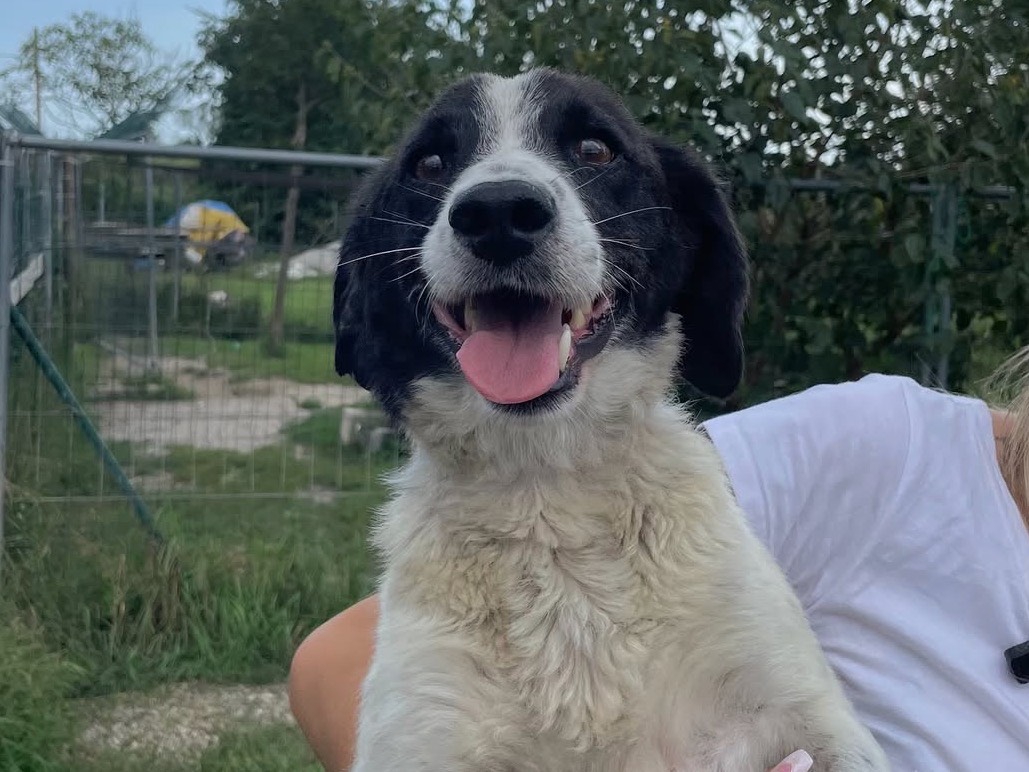 Adozione cane, maschio, Razza sconosciuta Razza sconosciuta, 4 anni e 3 mesi, taglia piccola, Treviso