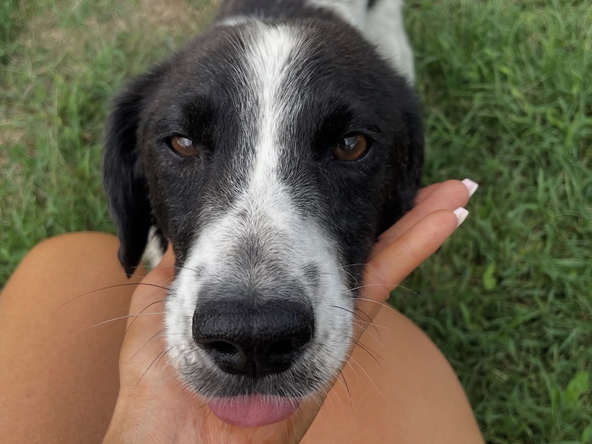 Adotta un cane, maschio, 4 anni e 3 mesi, Treviso